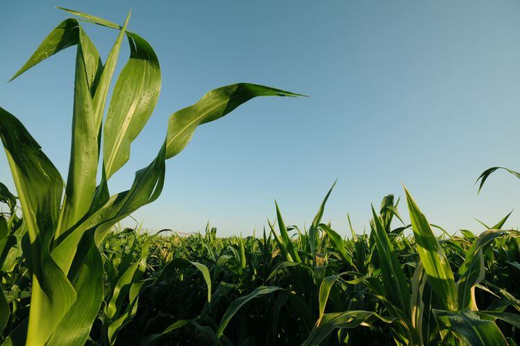 Is-it-more-efficient-to-make-animal-free-proteins-in-plants-or-fermentation-tanks-Molecular-farming-co-IngredientWerks-emerges-from-stealth-mode.jpg