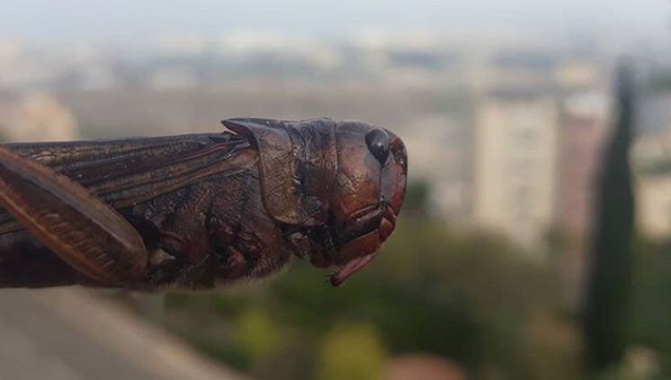 hargol-grasshopper.jpg