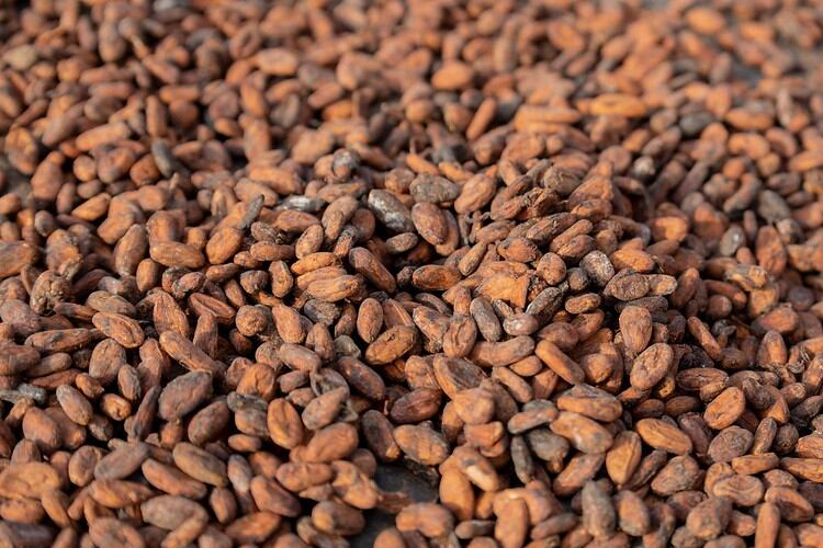 cocoa-beans-nestle.png