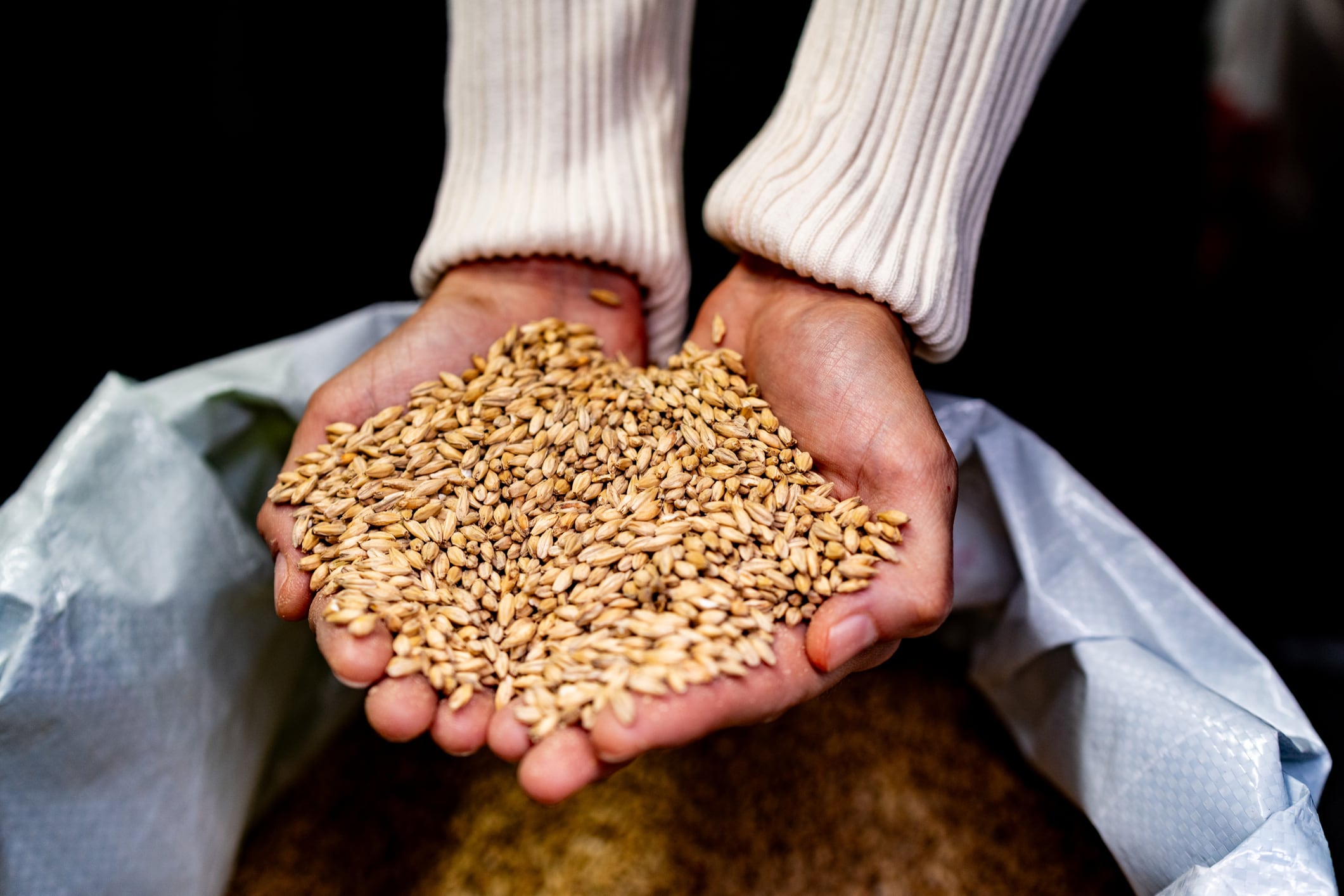 Close-up of woman holding cereal plants at brewery