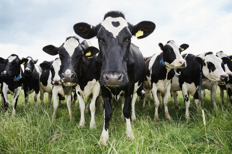 Organic-milk-USDA-told-to-provide-targeted-support-for-organic-farmers.jpg