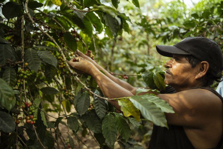 Peets-coffee-growing.jpg