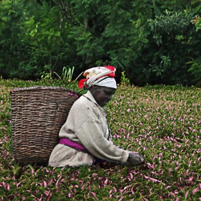 purple-tea-farmer.jpg