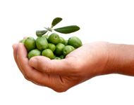 Creagri-Olives.jpg