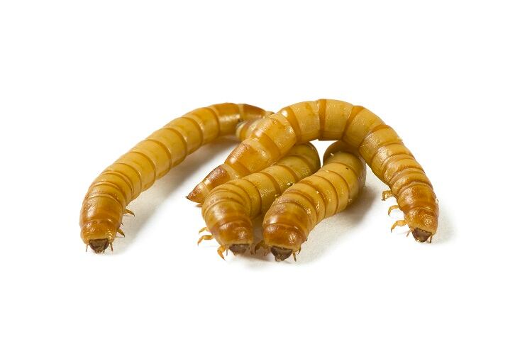 Insect protein as beneficial as milk protein, find researchers