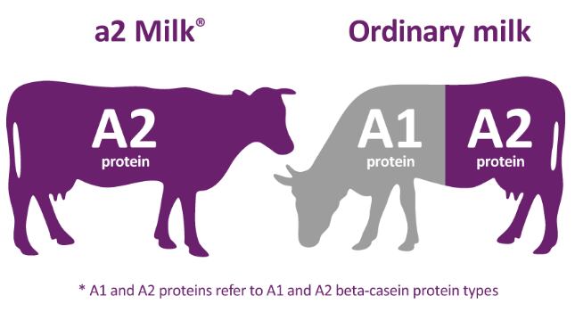 a2milk-cows.png