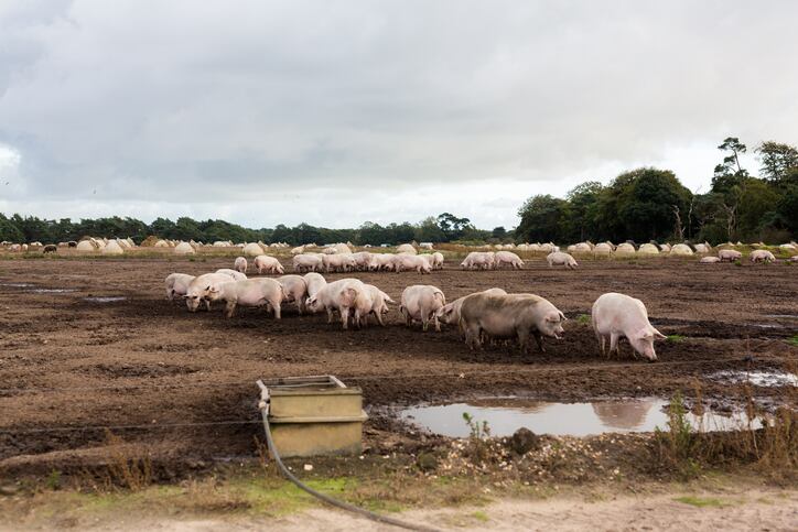 ‘Amicable resolution’ may be near for contested withdrawal of organic animal welfare final rule under Trump administration