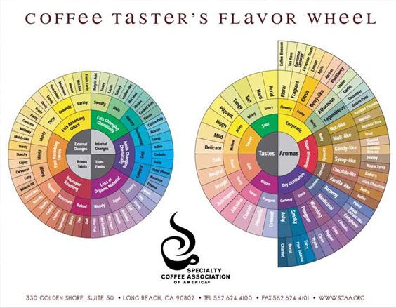 flavor-wheel.jpg