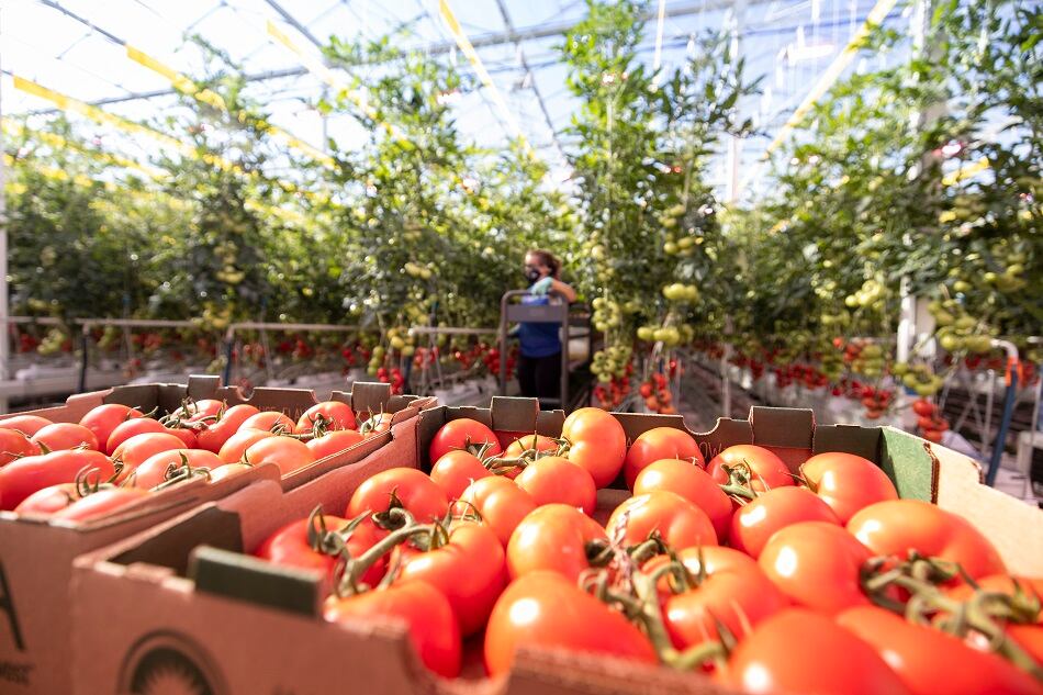 'We are massively expanding our team...' AppHarvest taps former Amazon exec to lead software operations