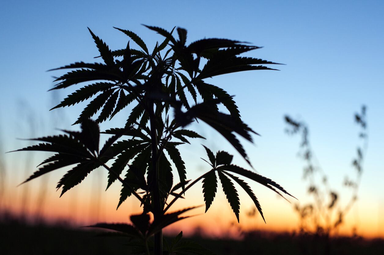 What-is-CBD-being-marketed-for-Proponents-seem-deliberately-vague-on-claims.jpg