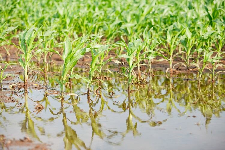 Sogflation-flooded-corn-field-GettyImages-BanksPhotos.jpg