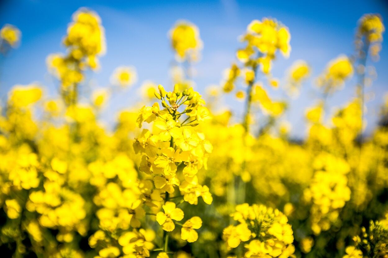 Researchers-uncover-starting-point-for-less-bitter-rapeseed-protein-isolate.jpg