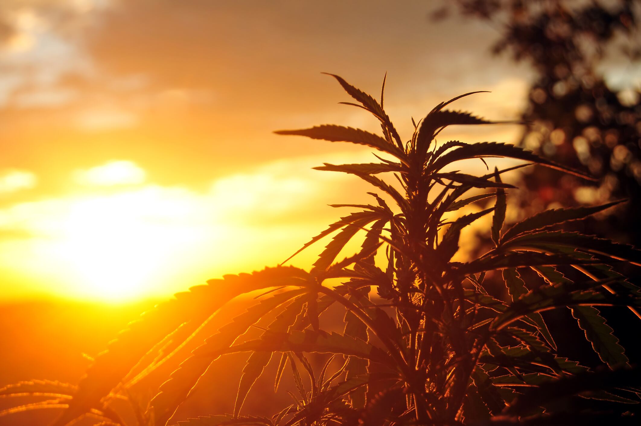 Hemp-CBD-dietary-supplement-bill-introduced-in-the-House.jpg