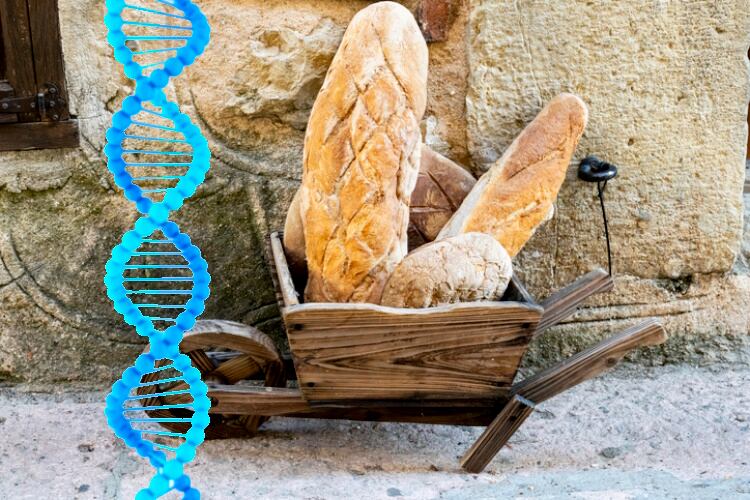 Unlocking the breadbasket: How ancient wheat hybridization has shaped agriculture and bead production