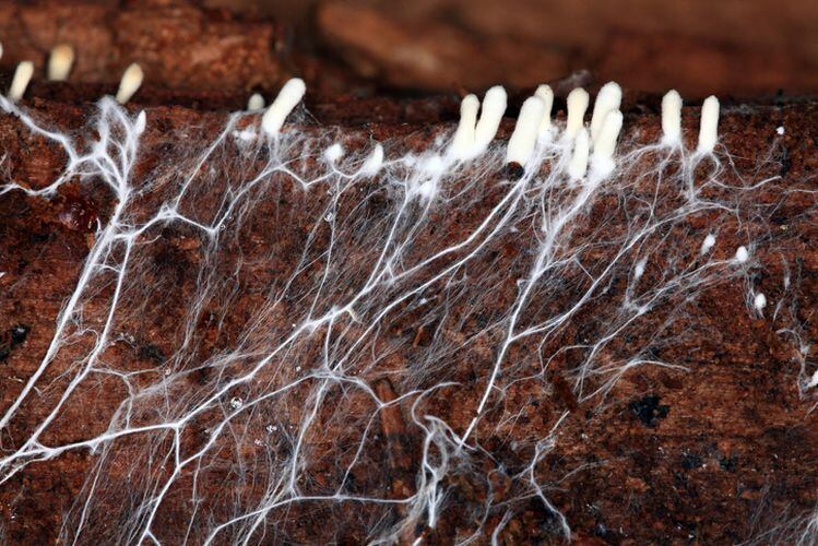 MycoTechnology raises $30m, discovers novel application area for ClearTaste in salt reduction