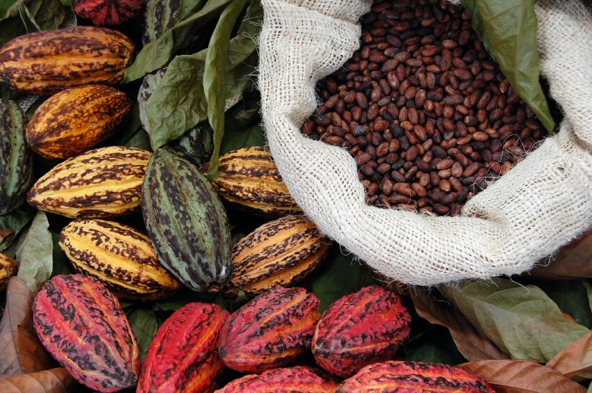 cocoa-purchased.jpg
