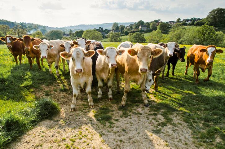 Organic-Valley-edges-closer-to-carbon-neutral-goal-thanks-to-grazing-organic-farming-practices.jpg