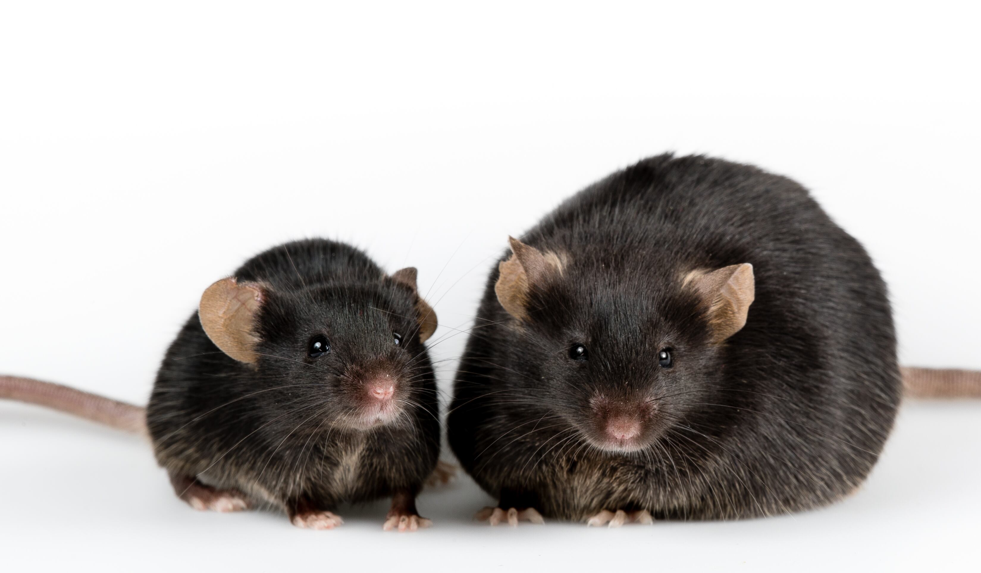 Probiotic L. plantarum may have beneficial anti-obesity effects, for mice at least