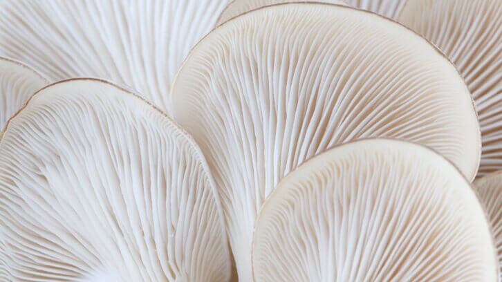 Mycelium partnership to expand animal-free meat production