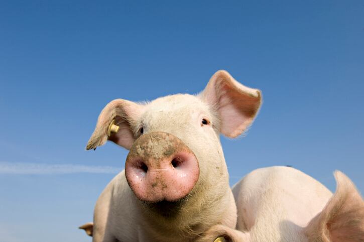 ‘We want happy pigs’… welfare and health outweigh climate concerns for consumers