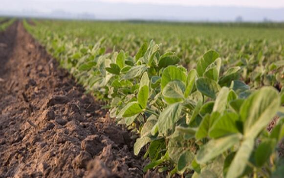 Soybeans.jpg