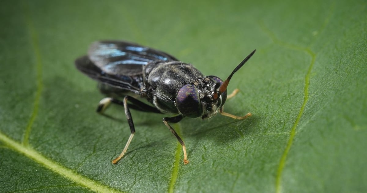 Tyson Foods expands into insect protein production with Protix partnership