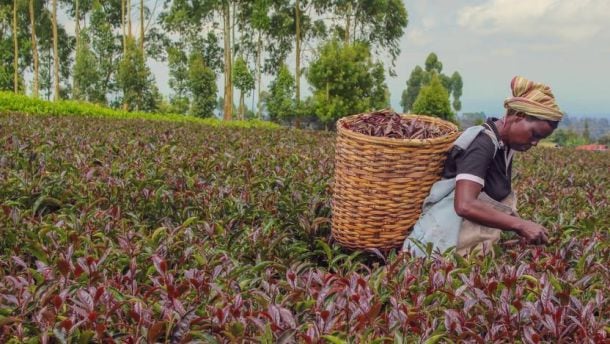 purpose-purple-tea-picker.jpg