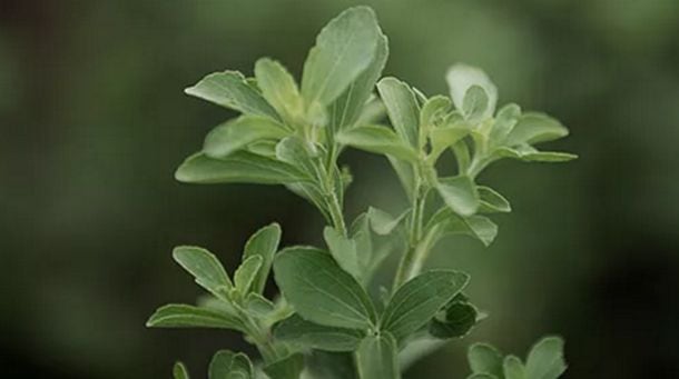 Purecircle renews supply agreement with Merisant for next gen stevia sweeteners