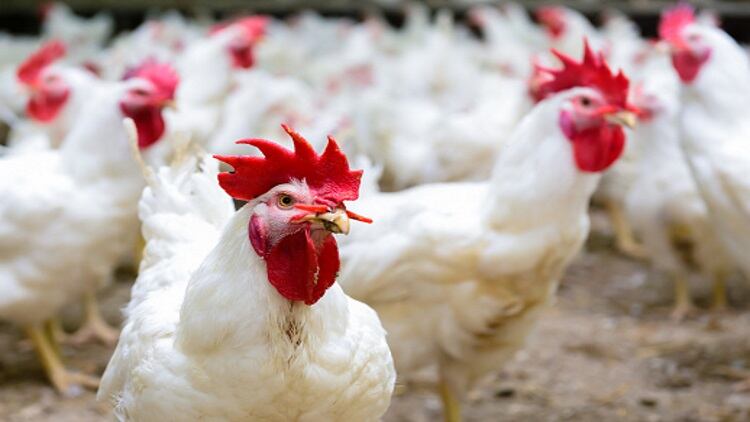 USDA adds $45 million to stop Newcastle disease spread