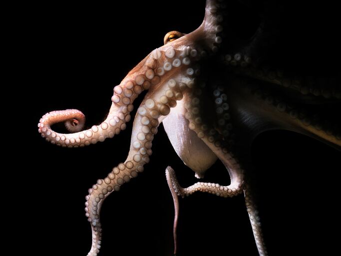 Octopus farming: California becomes latest state to chew over ban