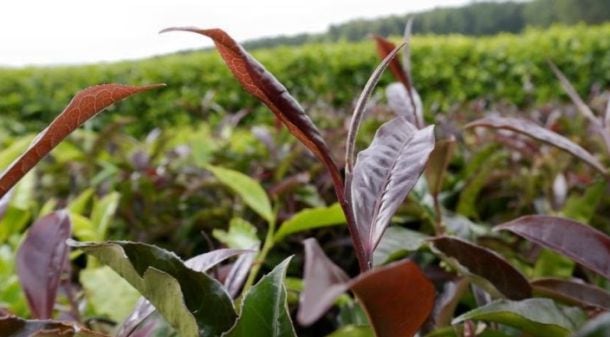purple_tea_plant.jpg