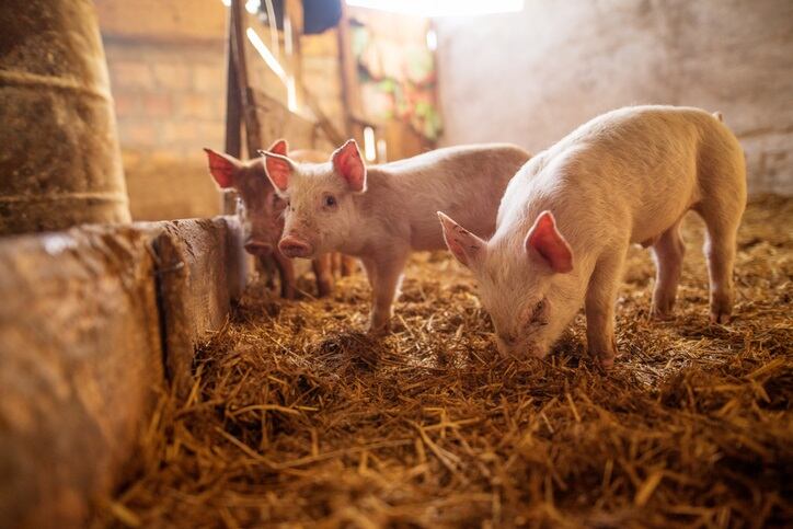 Tyson Foods expects a sales boost from African Swine Fever, but warns the disease could spread to US