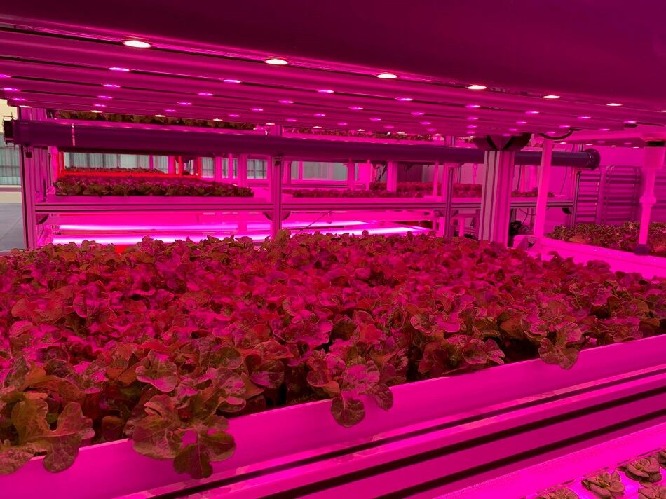 Kalera acquires Vindara, the 'missing link' to vertical farming operations