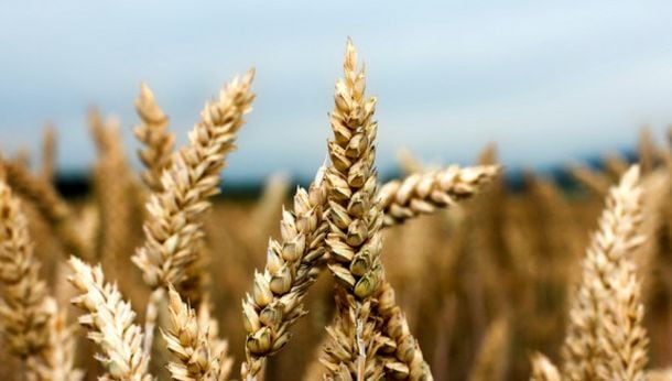 Wheat-close-up.jpg