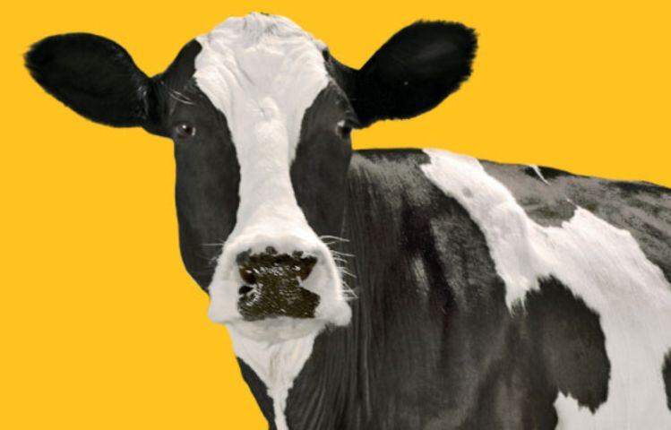 Got (collagen-laced) milk? California dairy startup competition promotes novel applications for dairy