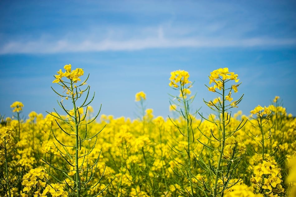 Merit Functional Foods and Bunge partner on canola protein launch: 'There are many, many food and beverage companies knocking on our door'