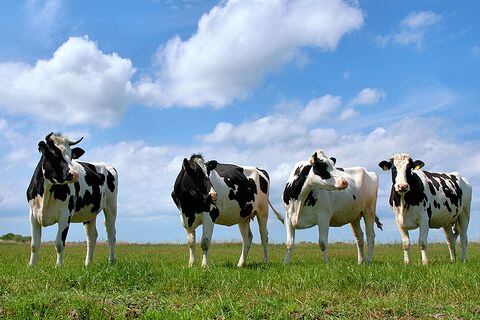 cows-large.jpg