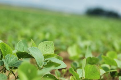 Dupont-soy-detail.jpg