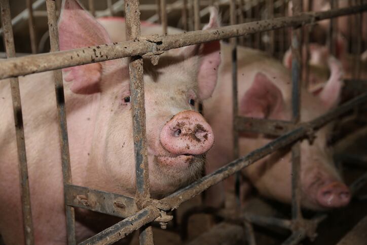 ‘A watershed ruling…’ Lawsuit challenging Hormel’s Natural Choice claims can proceed, says DC appeals court; ‘humane-washing’ must stop, says ALDF