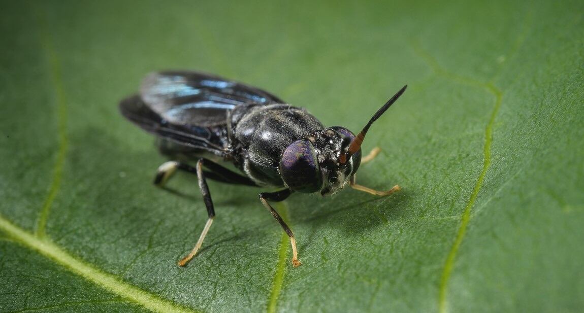 Tyson Foods expands into insect protein production with Protix partnership