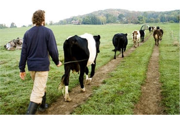 Blue-Hill-cows.jpg