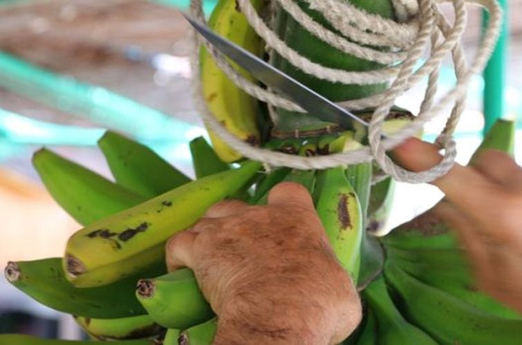 Resistant starch… unsung hero?