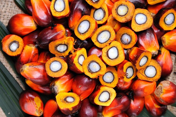 Indonesia bans palm oil exports, should food makers be worried?