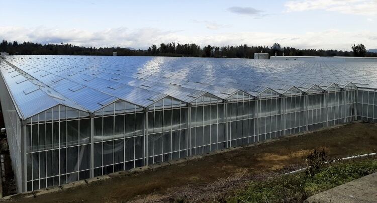 Maple Leaf boasts carbon neutral milestone