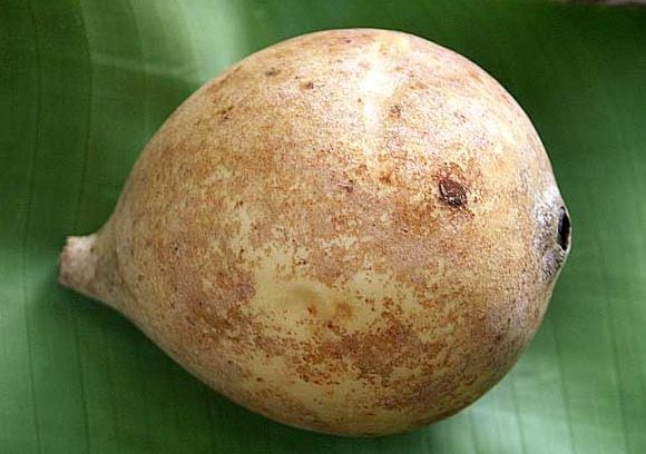 huito-fruit-Source-TopTropicals.jpg