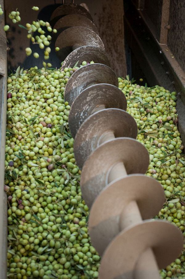 olives-enzo-farms.jpg