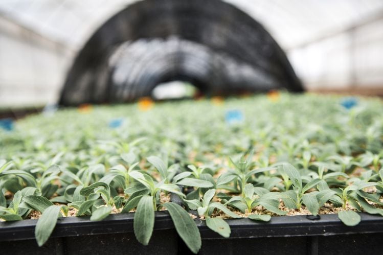Ingredion-stevia-seedlings.jpg