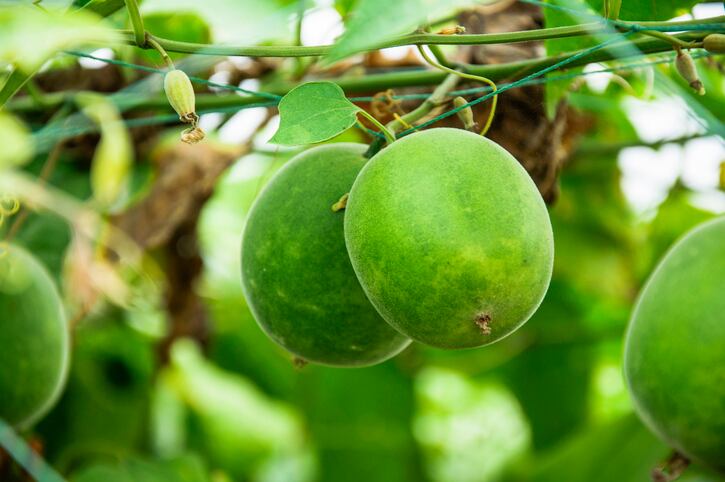 Monk fruit finds premium, blend-friendly sweet spot in sugar reduction space