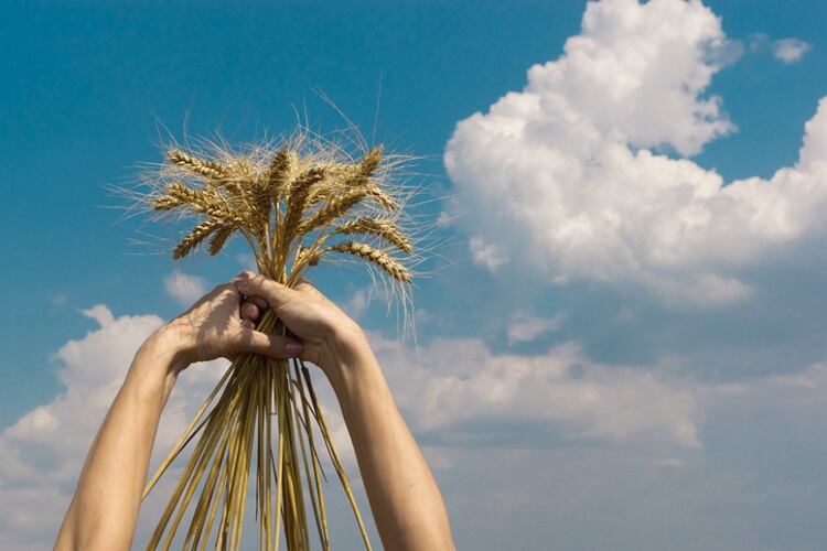Healthy-wheat-Dmitrii-Balabanov.jpg