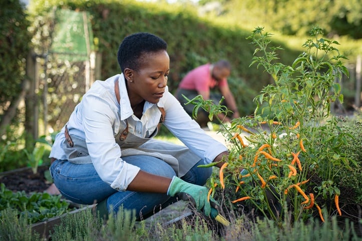Hartman Group: Organic ‘is still meaningful, but … doesn’t symbolize everything’ consumers want